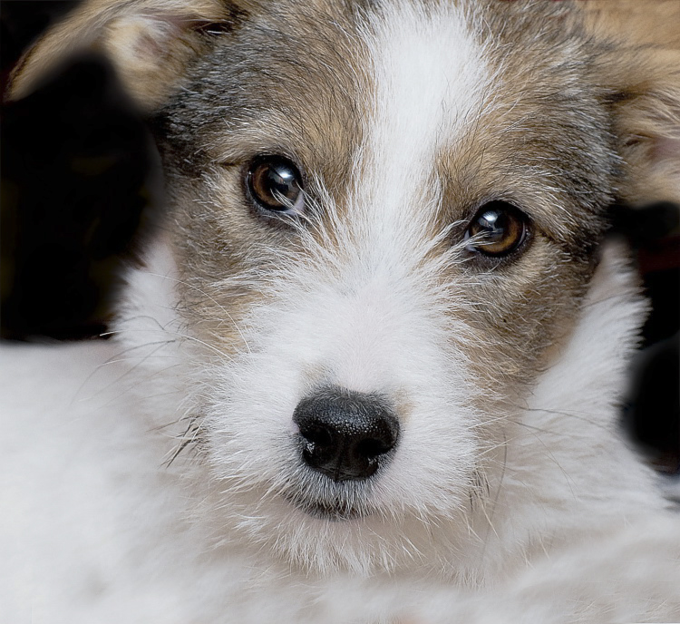 felix D35_3496 als Smart-Objekt-1 Kopie als Smart-Objekt-1.jpg - Felix ist unser neues Familienmitglied. Ein Mischlingsrüde aus Rumänien. Er ist jetzt ( Ende Januar 2013 )  5 Monate alt. Seine neue Heimat und die damit verbundenen Reize sind ihm noch nicht so vertraut. Seine Ängstlichkeit vor allem Unbekannten lässt  aber von Tag zu Tag nach. Wir hoffen das er sich bei uns mehr und mehr einlebt und ein glücklicher Hund wird